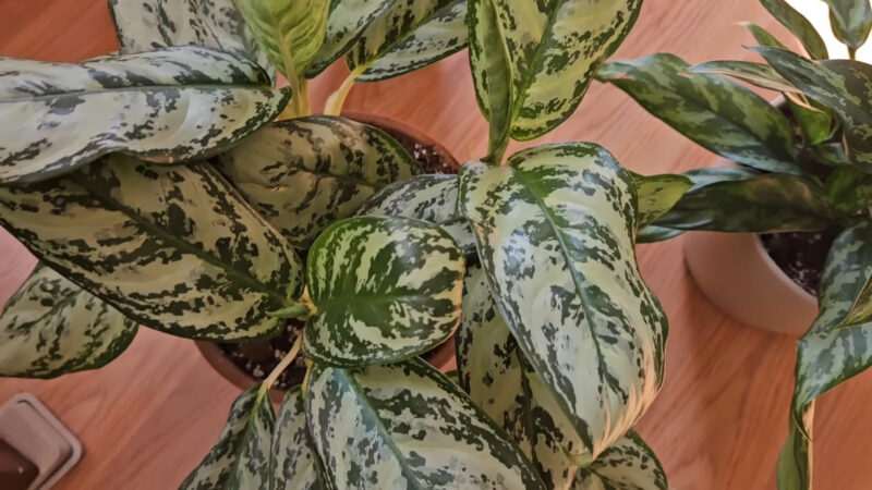 Aglaonema je otporna sobna biljka sa dekorativnim lišćem koja podnosi slabije osvetljenje i zahteva minimalno održavanje