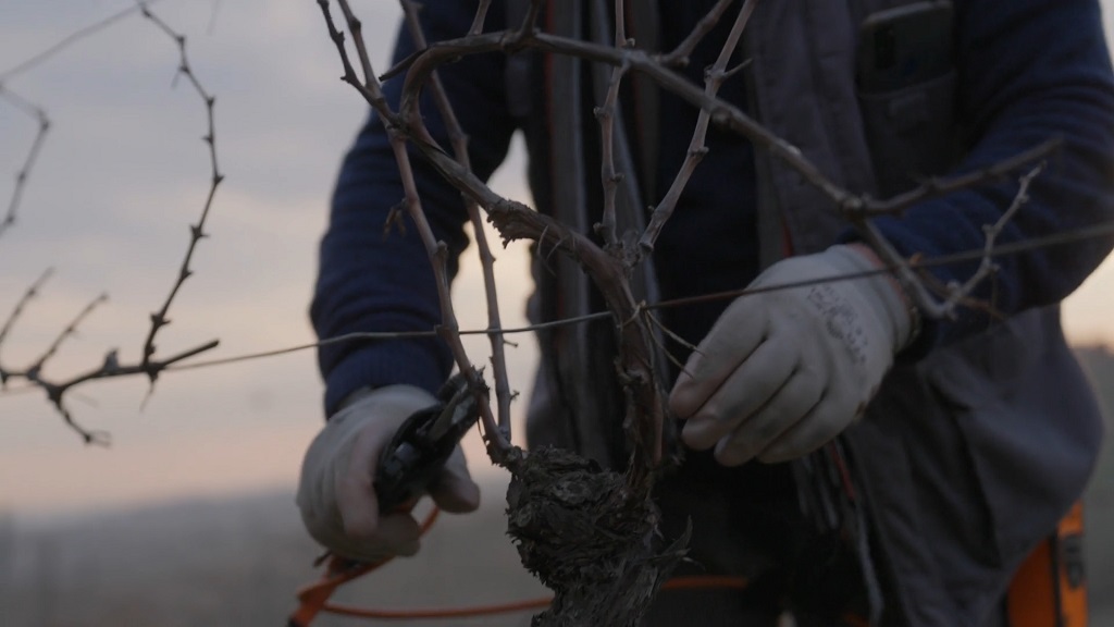 Orezivanje vinove loze u proleće