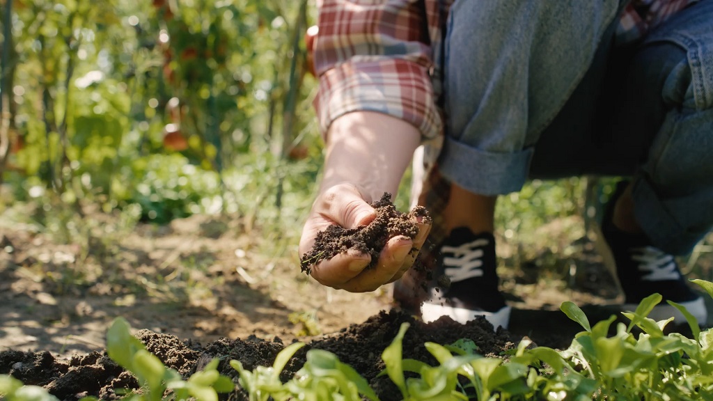 Proveravanje vlažnosti zemljišta. Proverom da li se lepi za šaku.